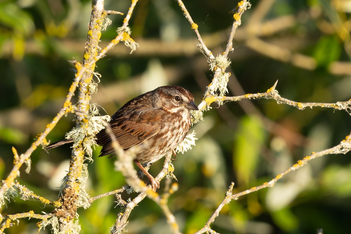 Song Sparrow - ML638697241