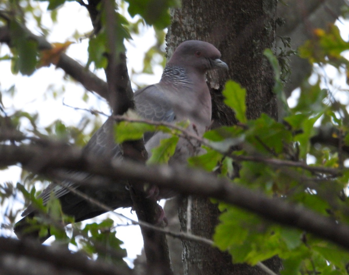 Picazuro Pigeon - ML638697253