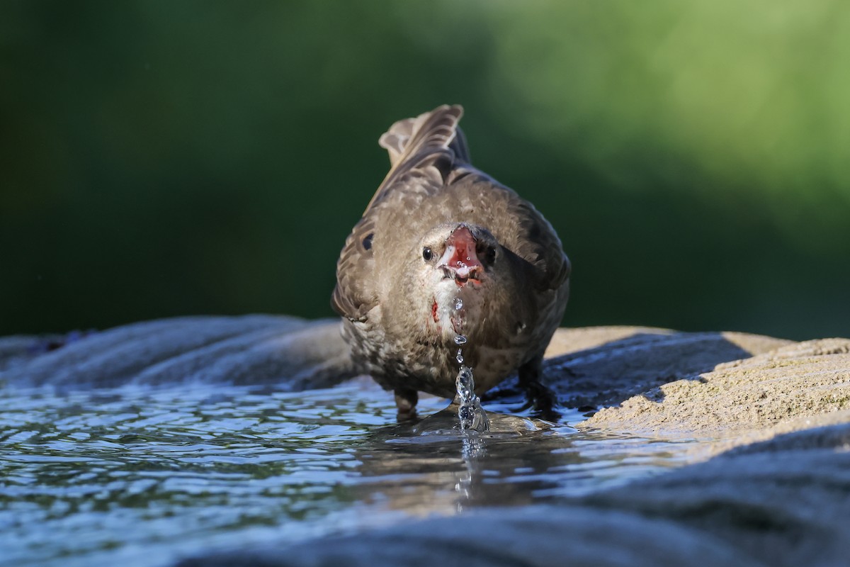 Arabazozo pikarta - ML638697262