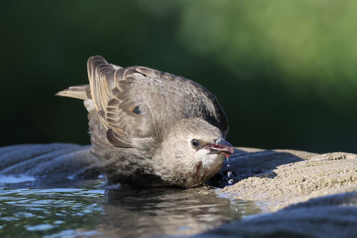 Arabazozo pikarta - ML638697265