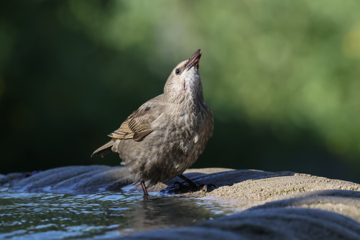 Arabazozo pikarta - ML638697266