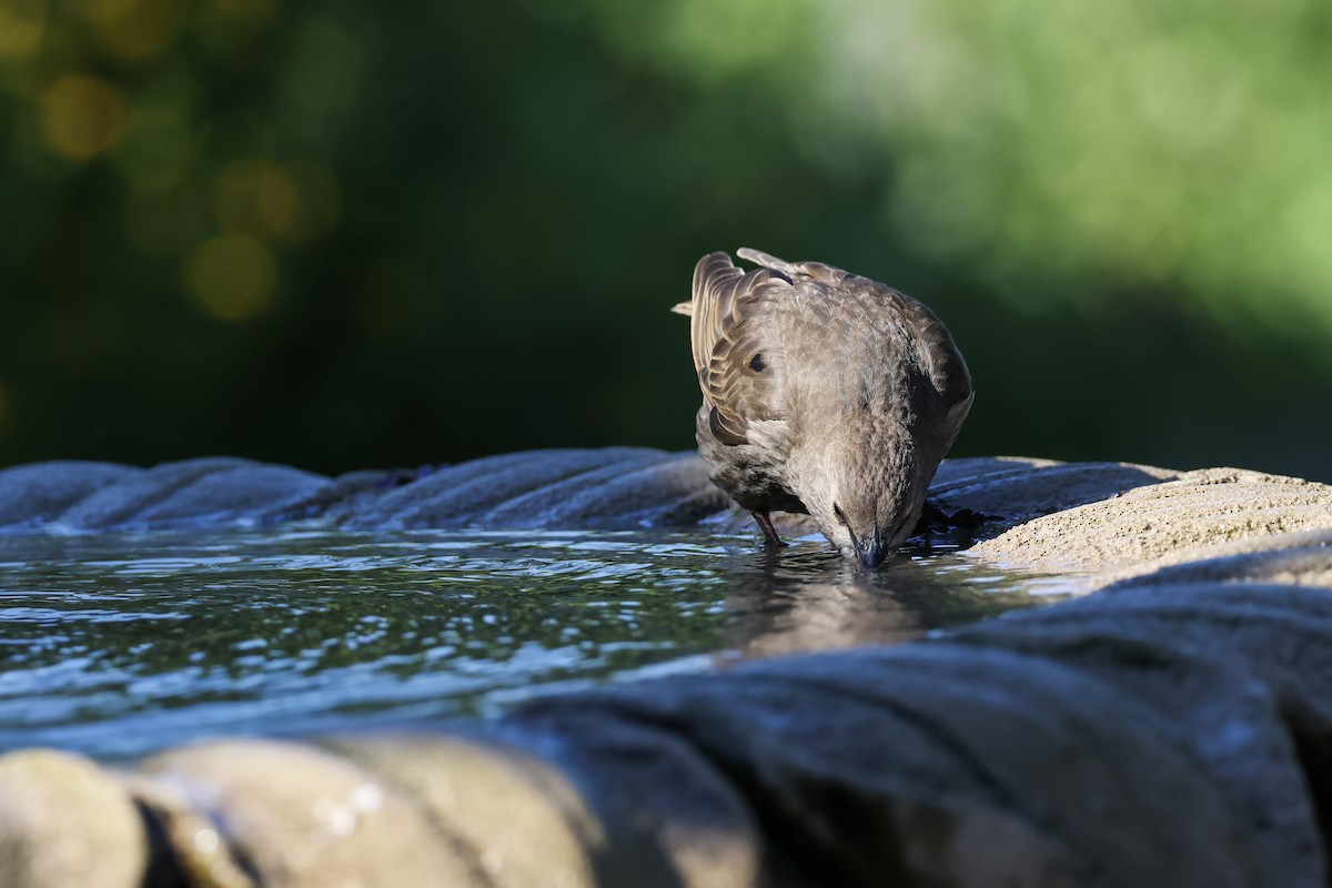 Arabazozo pikarta - ML638697267