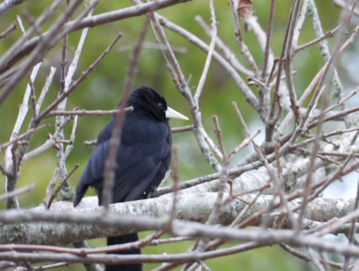 Solitary Black Cacique - ML638697320