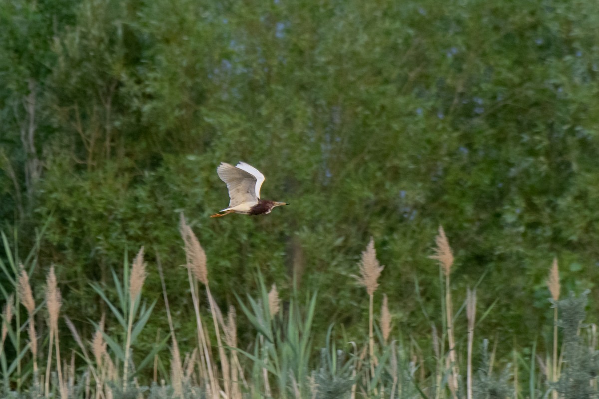 Чапля китайська - ML638697375