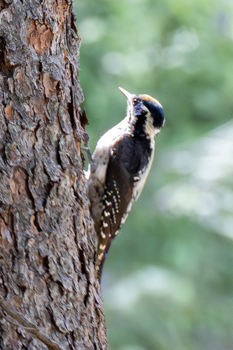 American Three-toed Woodpecker (Rocky Mts.) - ML638697442