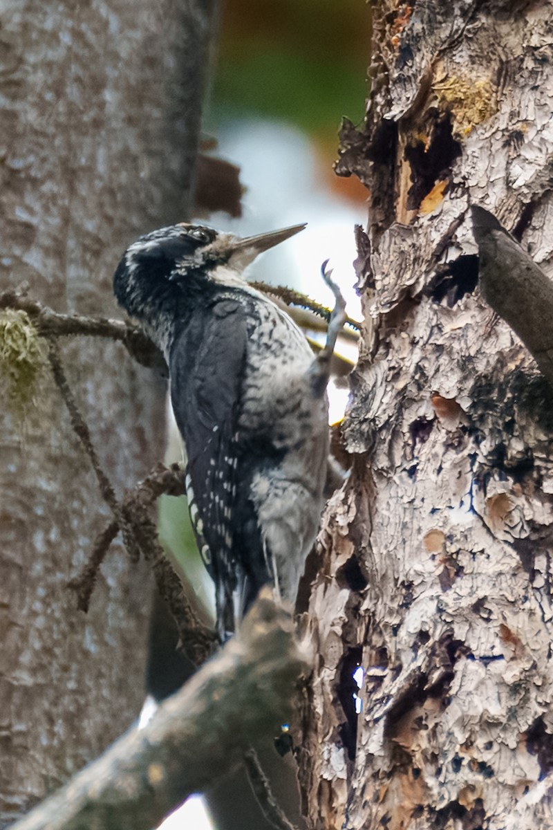 American Three-toed Woodpecker (Rocky Mts.) - ML638697443