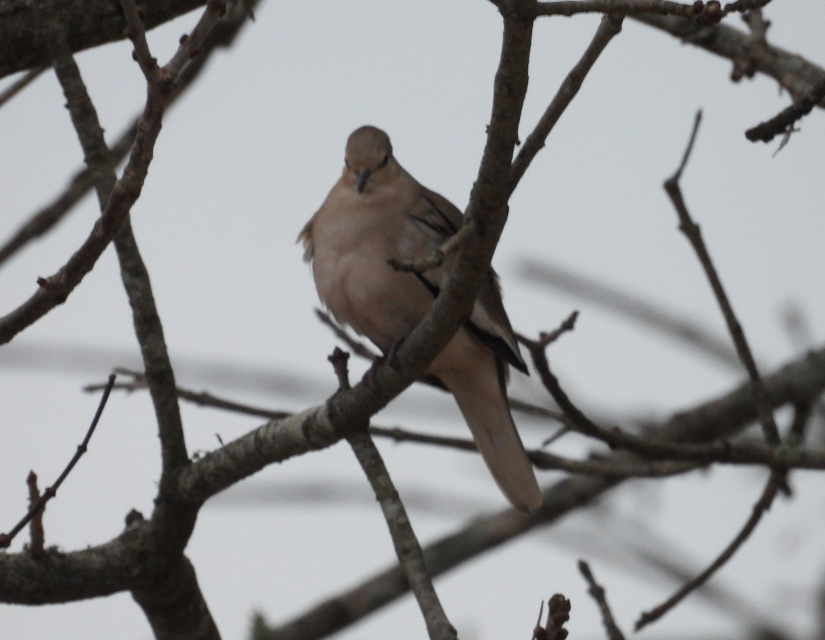 Picui Ground Dove - ML638697475