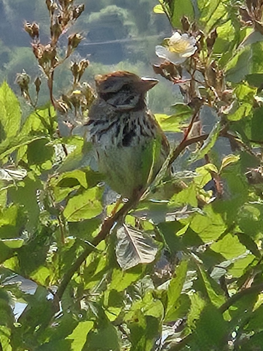 Song Sparrow - ML638697515