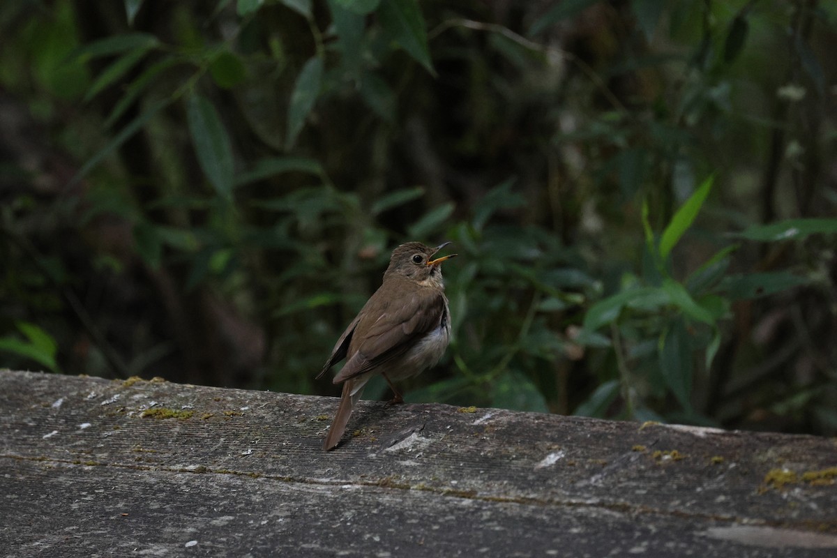 Song Sparrow - ML638697531