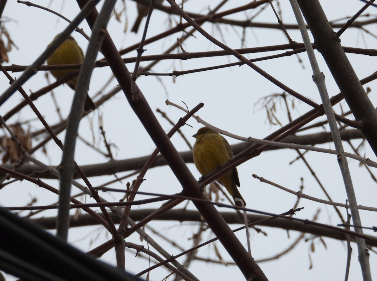 Saffron Finch - ML638697568