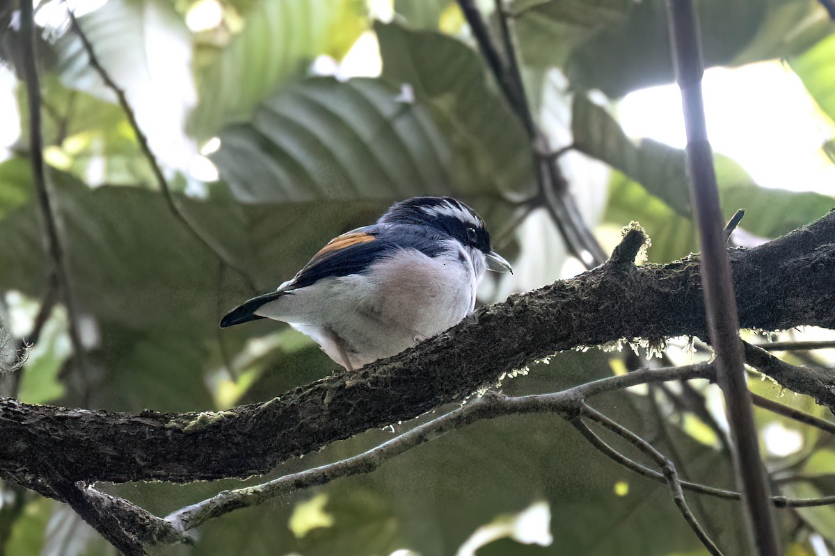 White-browed Shrike-Babbler - ML638697634