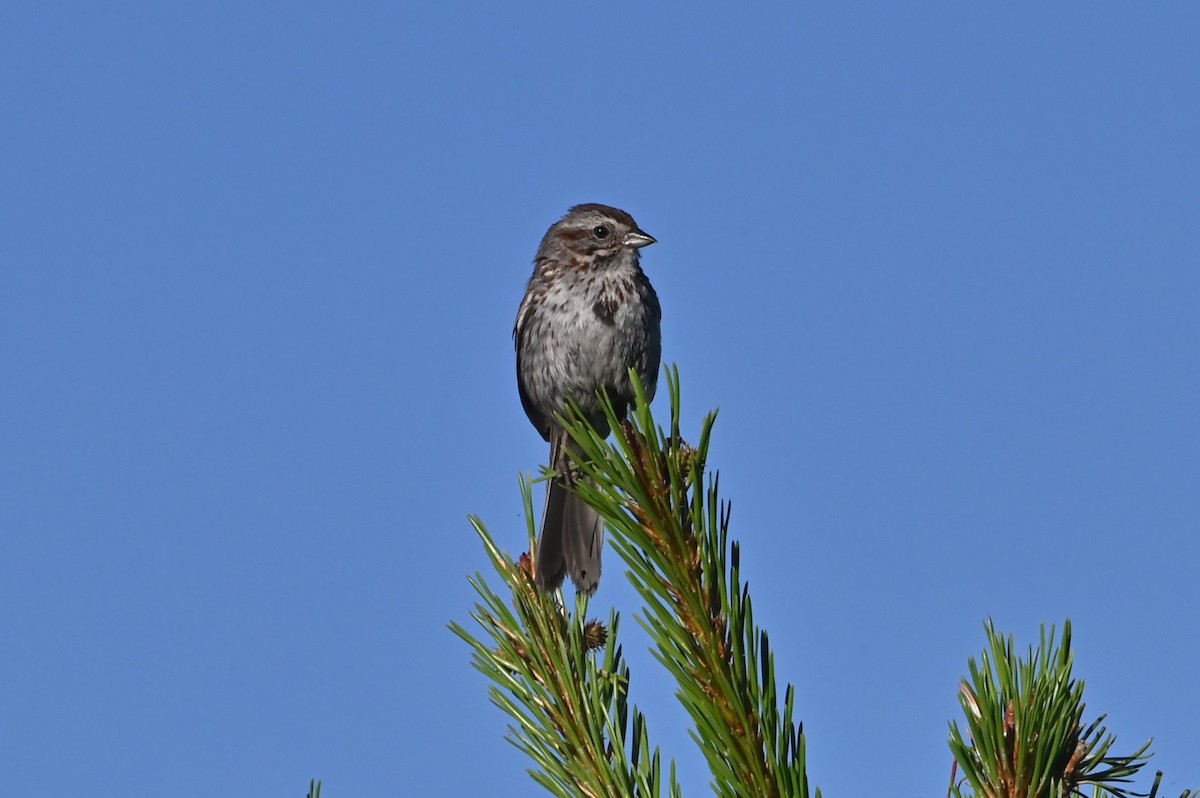 Song Sparrow - ML638697637