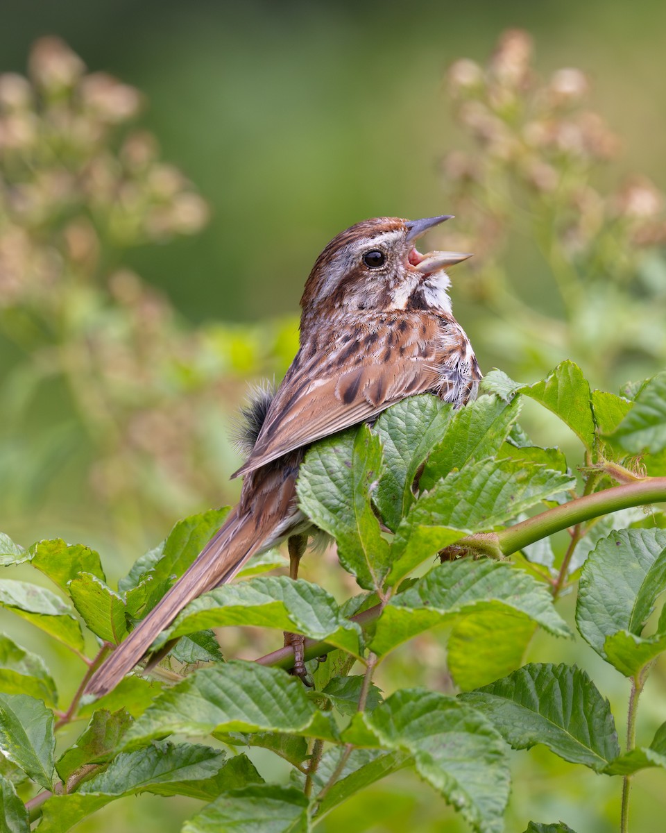 Song Sparrow - ML638697701