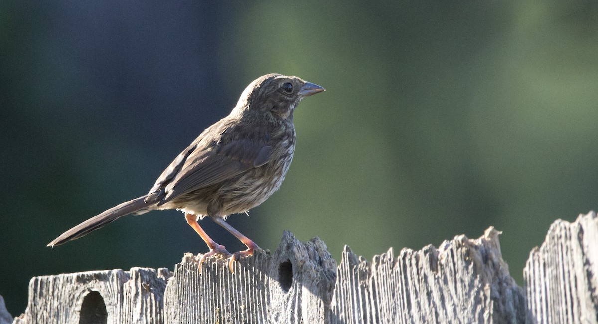 Song Sparrow - ML638697712
