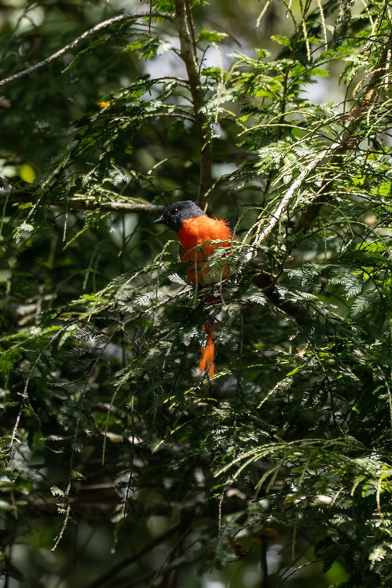 Gray-chinned Minivet - ML638697737
