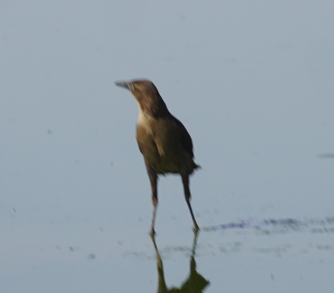 Great-tailed Grackle - ML638697751