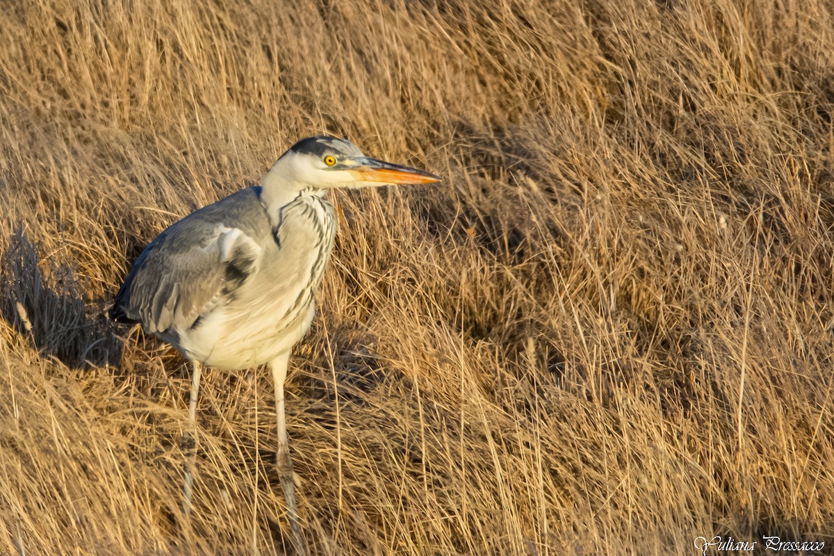 Cocoi Heron - ML638697769