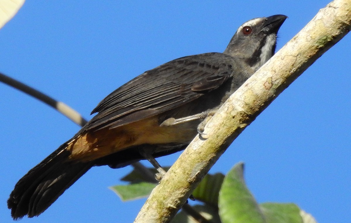 Bluish-gray Saltator - ML638697843