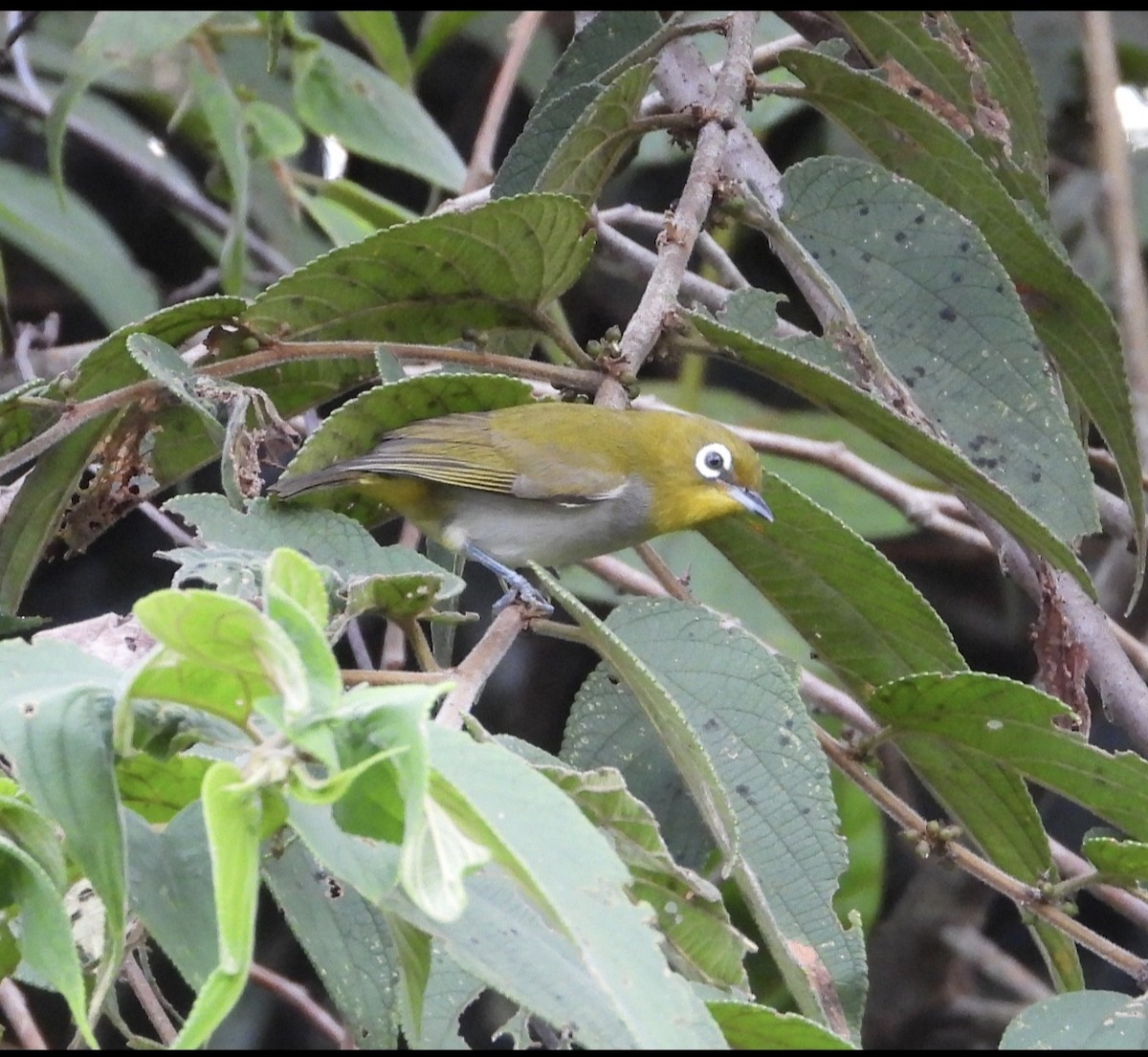 New Guinea White-eye - ML638697856