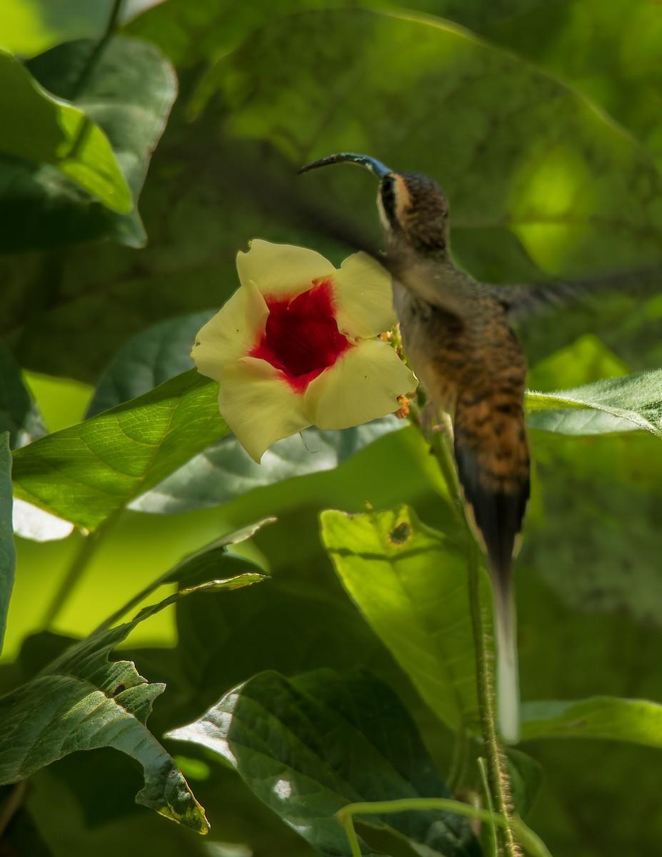 Long-billed Hermit - ML638697874