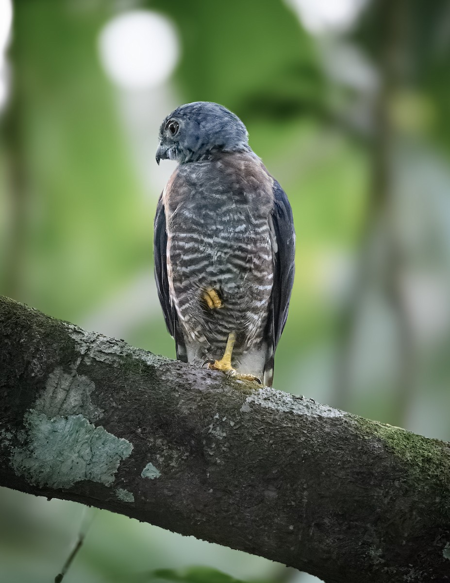 Double-toothed Kite - ML638697877