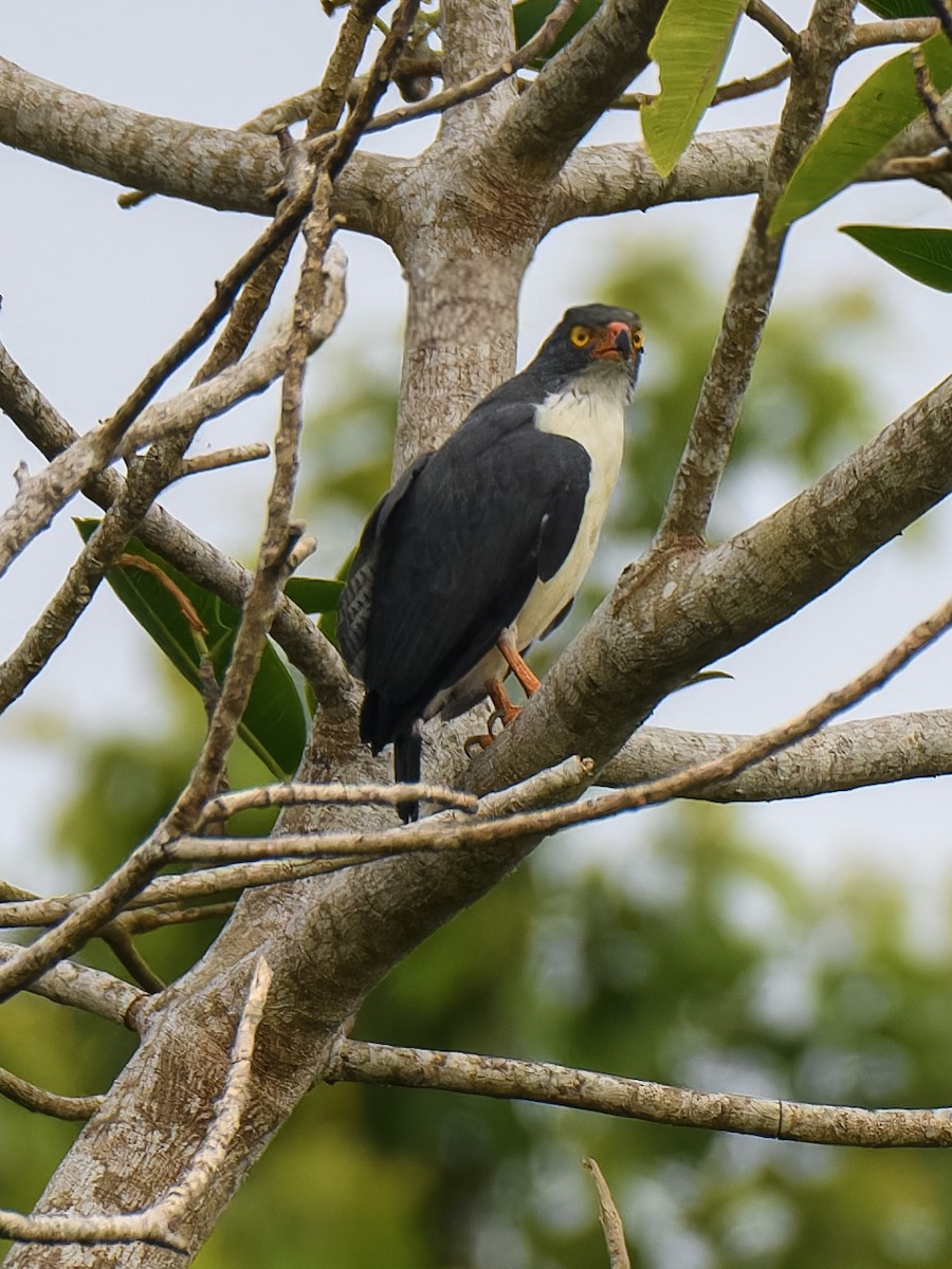 Semiplumbeous Hawk - ML638697889