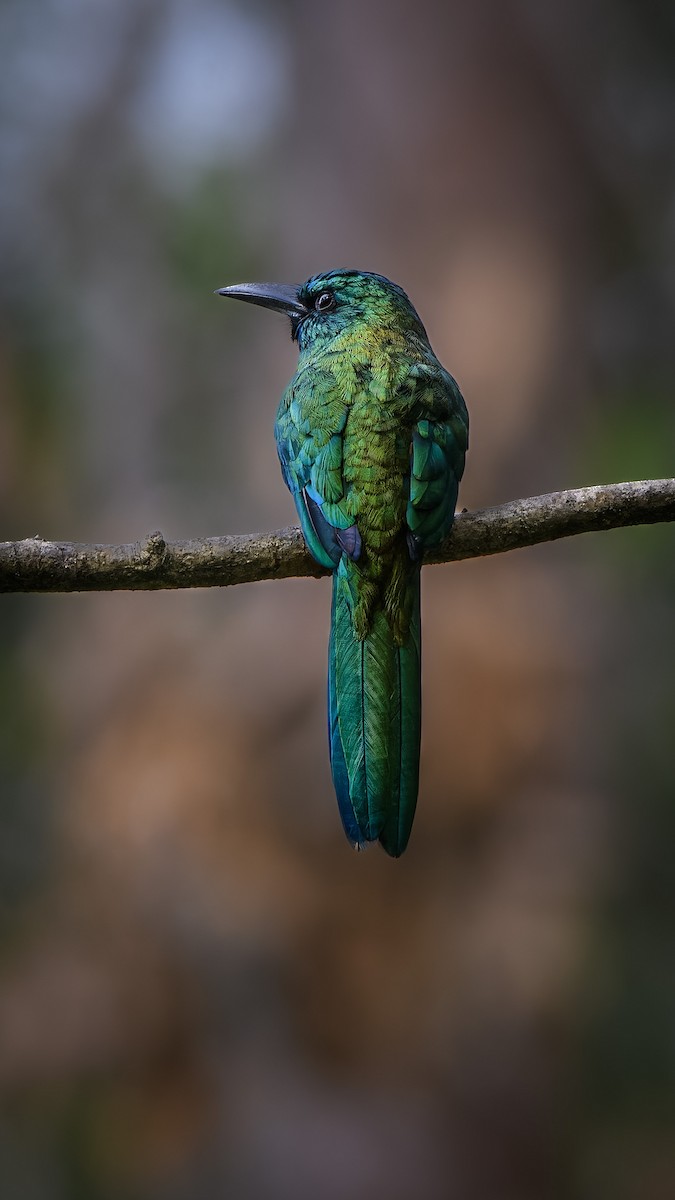 Great Jacamar - ML638697897