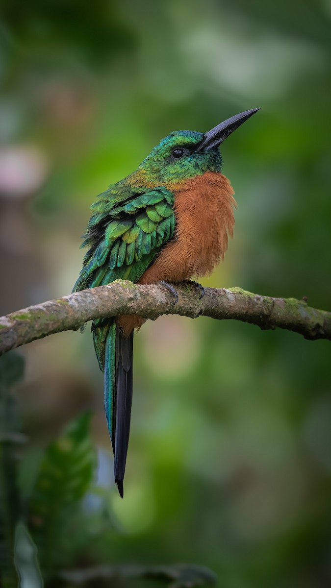 Great Jacamar - ML638697898