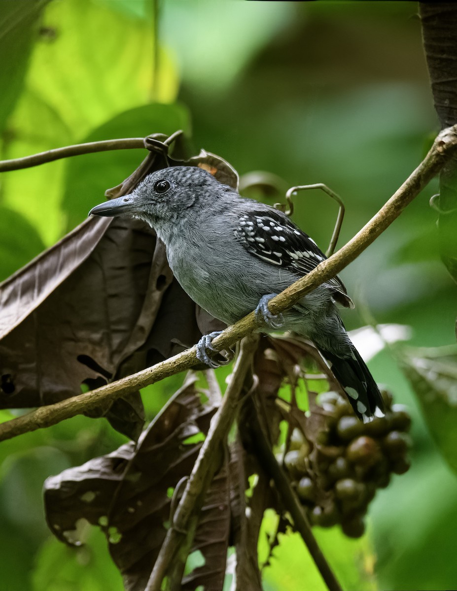 Black-crowned Antshrike - ML638697906