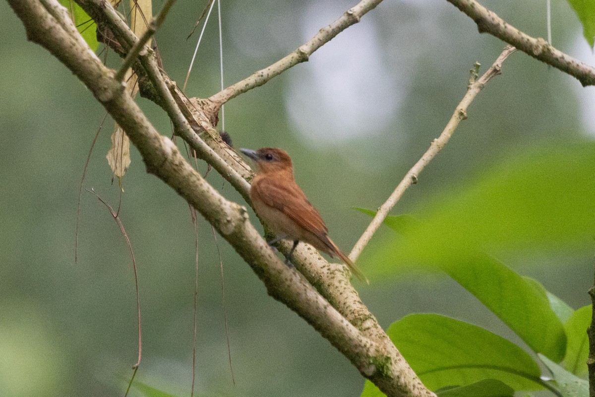 Cinnamon Becard - ML638697908