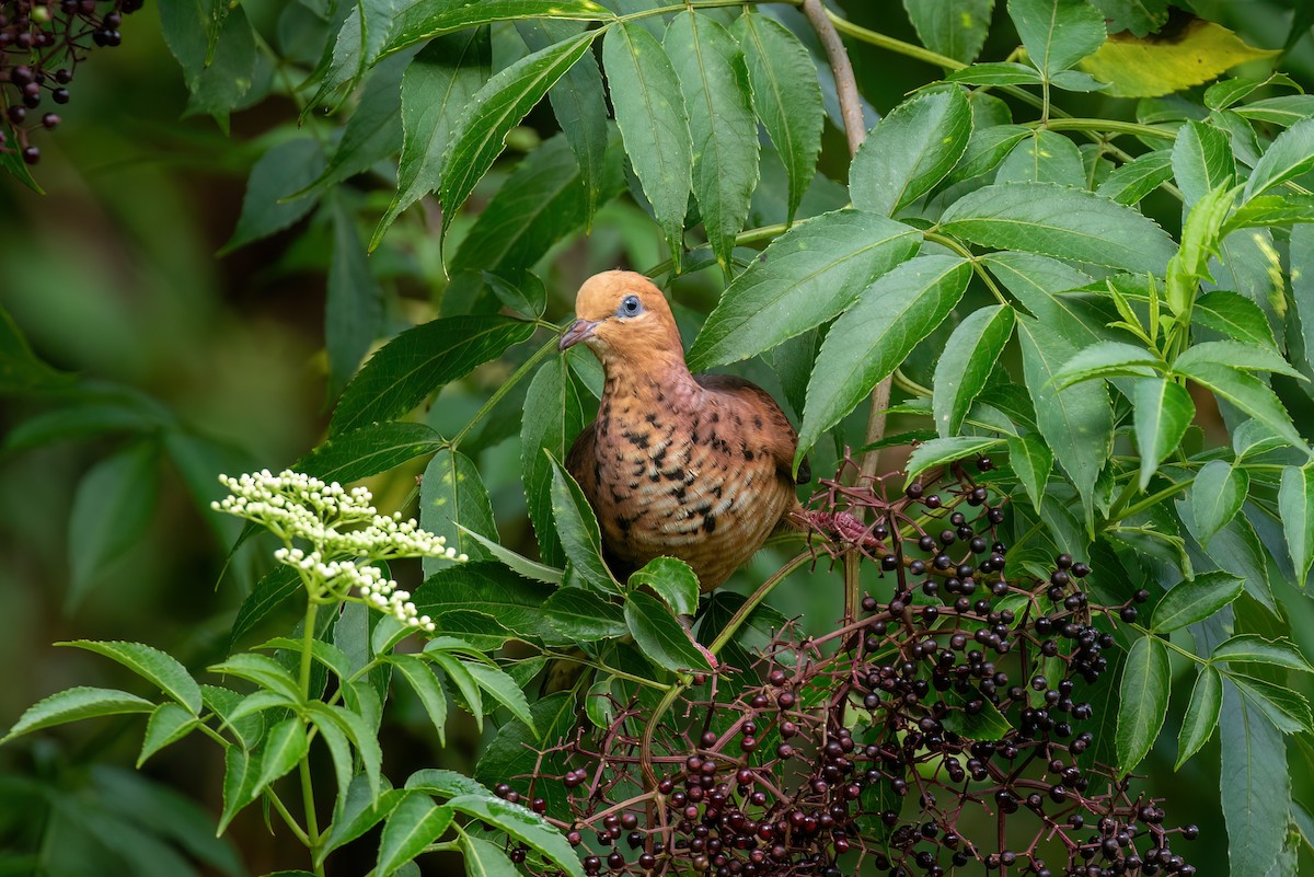 Little Cuckoo-Dove - ML638697909