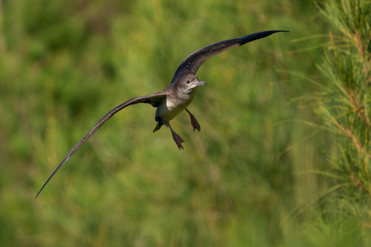 Wedge-tailed Shearwater - ML638697910