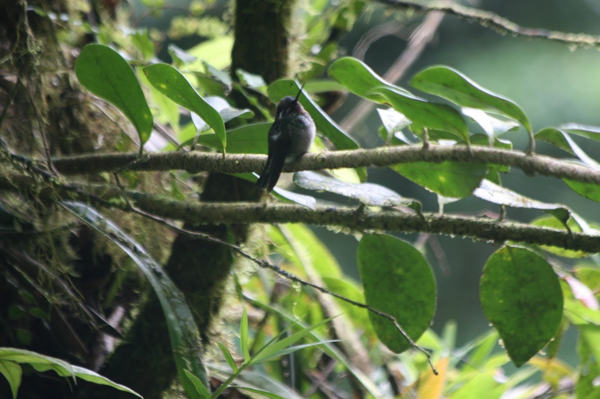 Purple-throated Mountain-gem - ML638697922