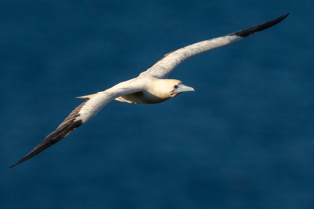Red-footed Booby - ML638697926