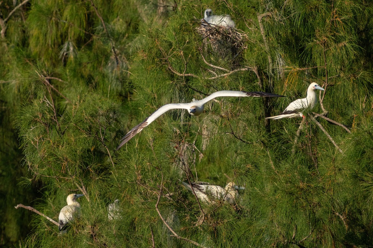 Red-footed Booby - ML638697927