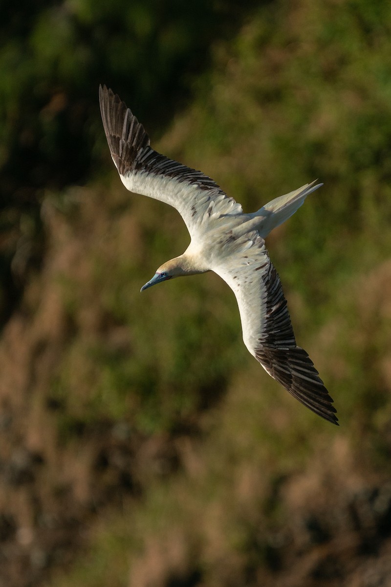 Red-footed Booby - ML638697928