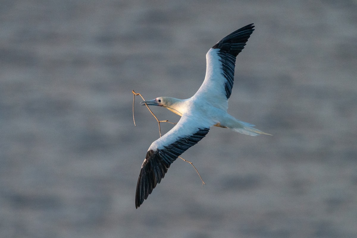 Red-footed Booby - ML638697930