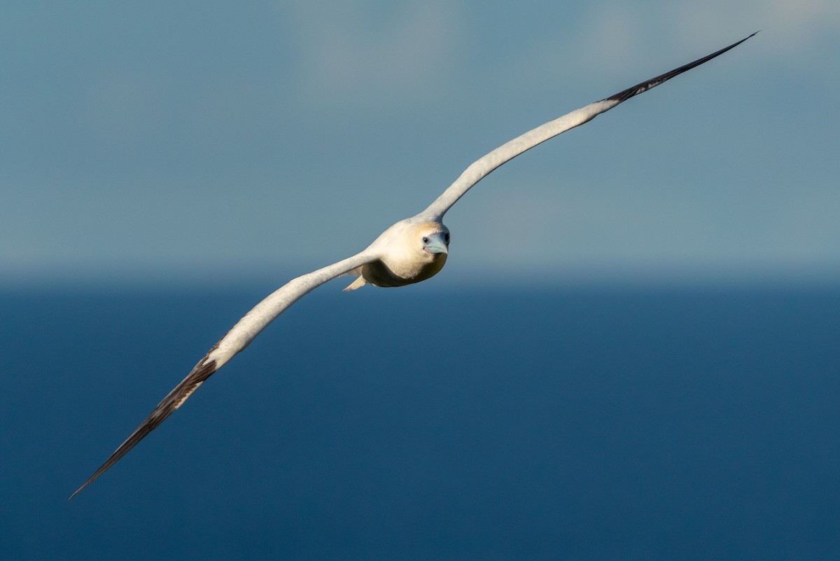 Red-footed Booby - ML638697933