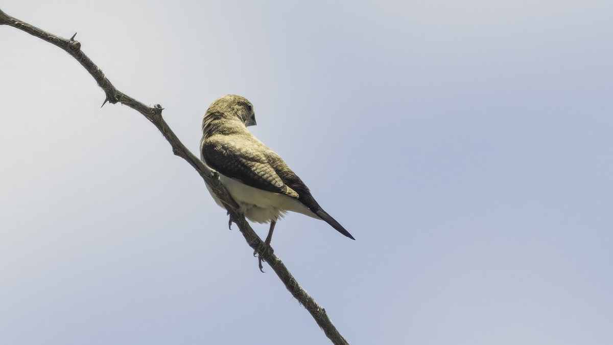African Silverbill - ML638697951