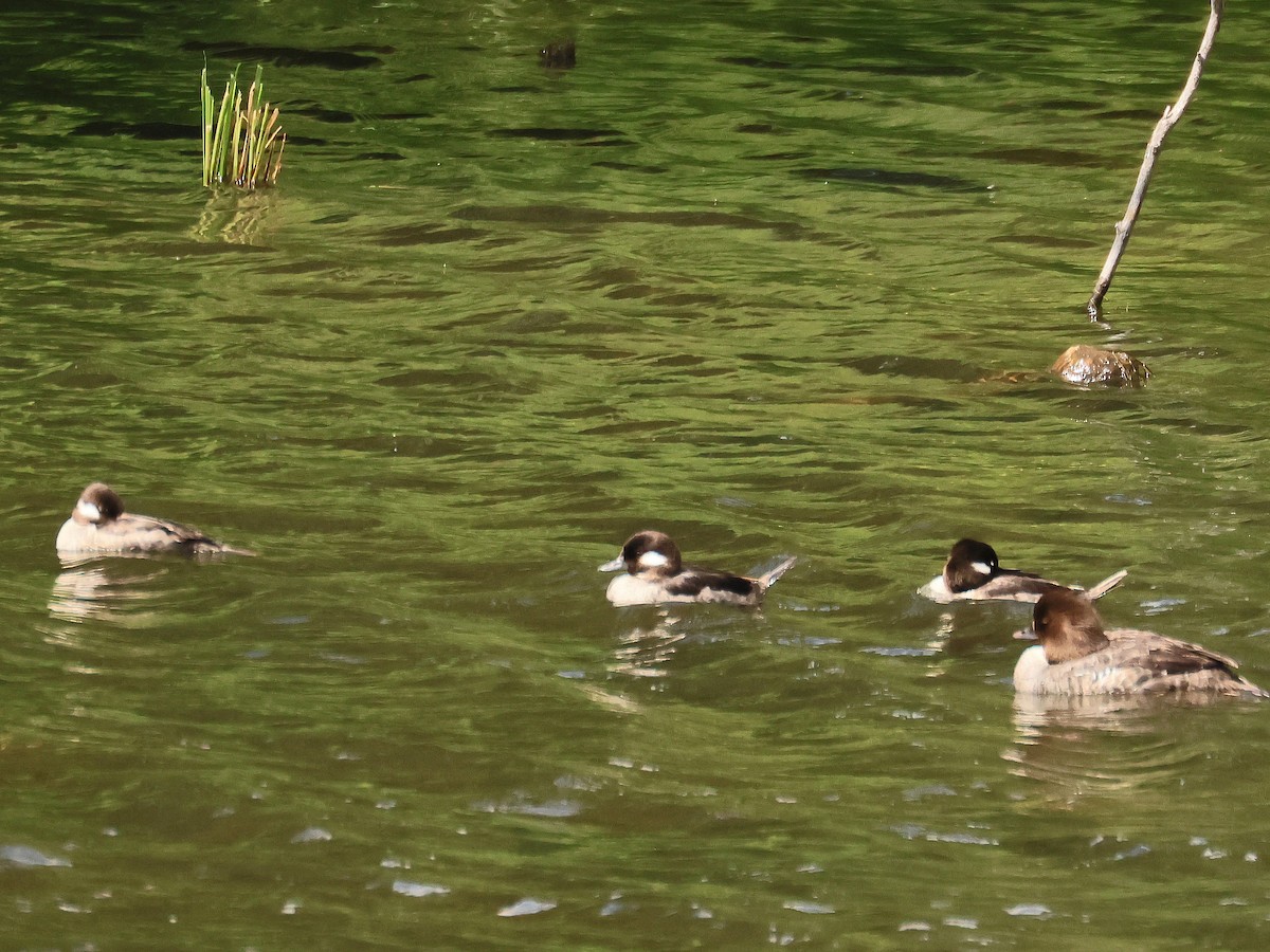 Bufflehead - ML638697972