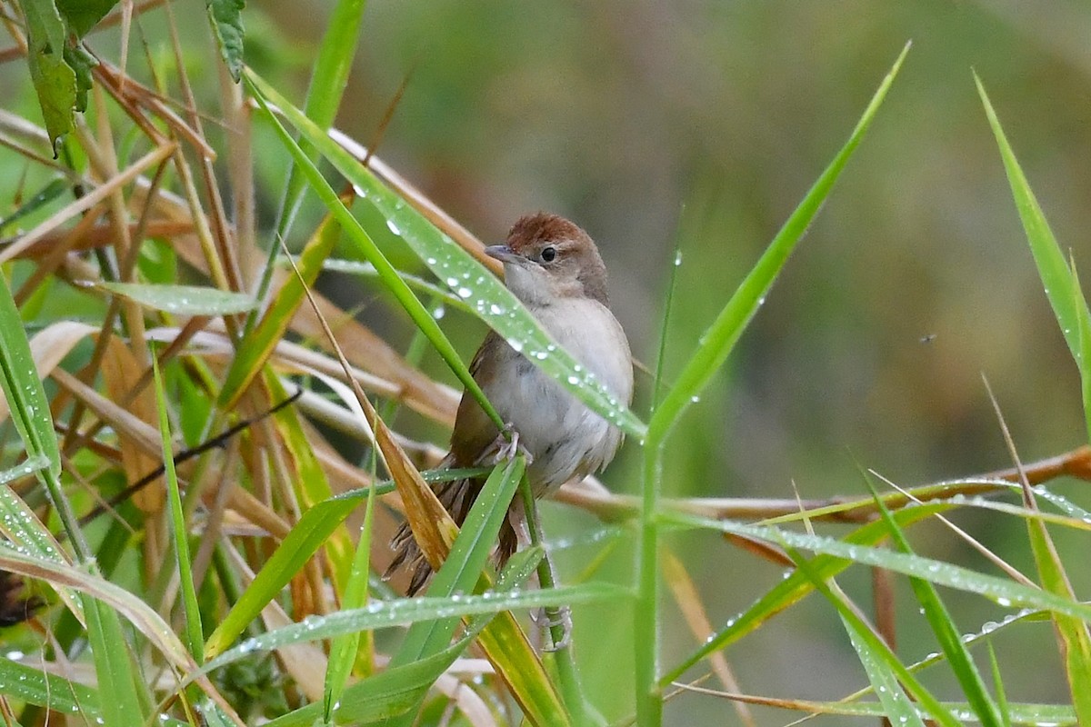 Tawny Grassbird - ML638697998
