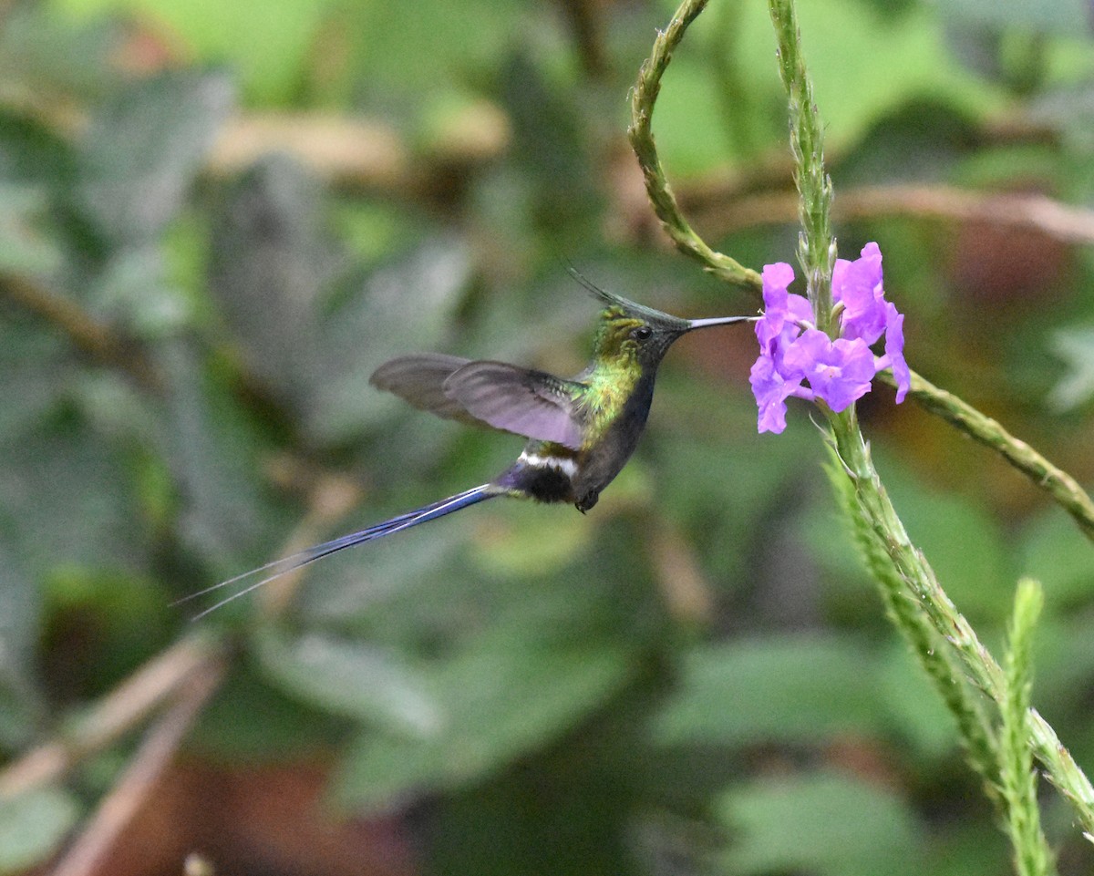 Wire-crested Thorntail - ML63869801