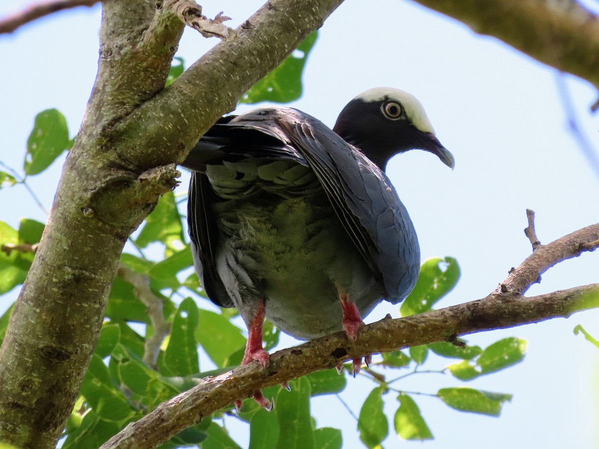 White-crowned Pigeon - ML638698011