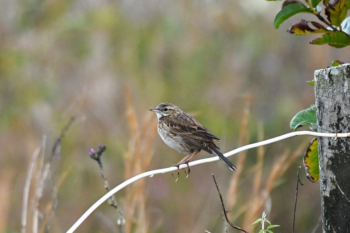 Australian Pipit - ML638698013