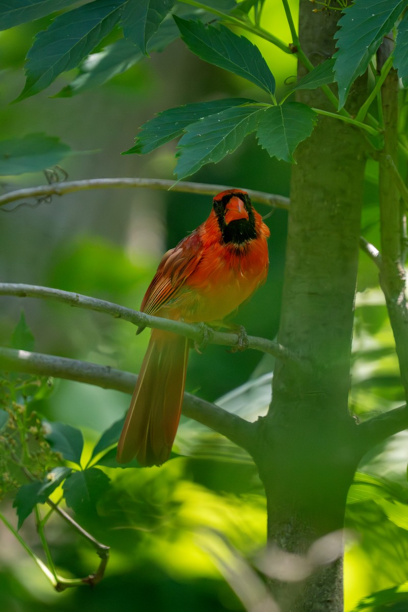 Northern Cardinal - ML638698033