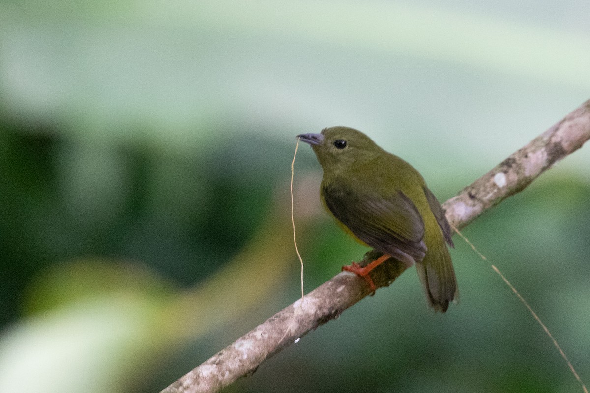 White-collared Manakin - ML638698035