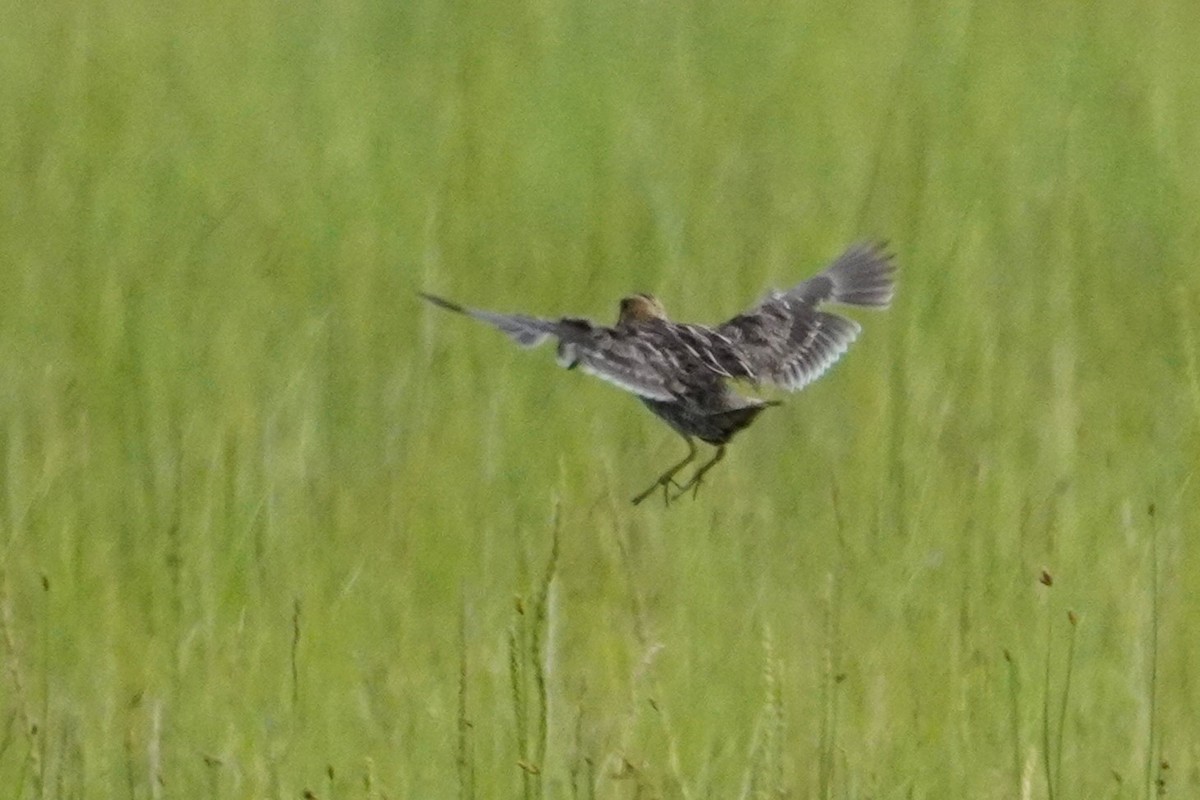 Wilson's Snipe - ML638698045