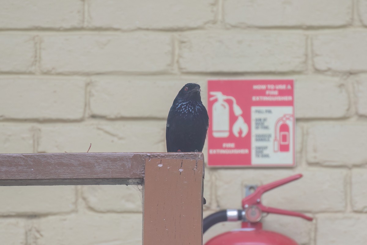 Hair-crested Drongo (Bornean) - ML638698053