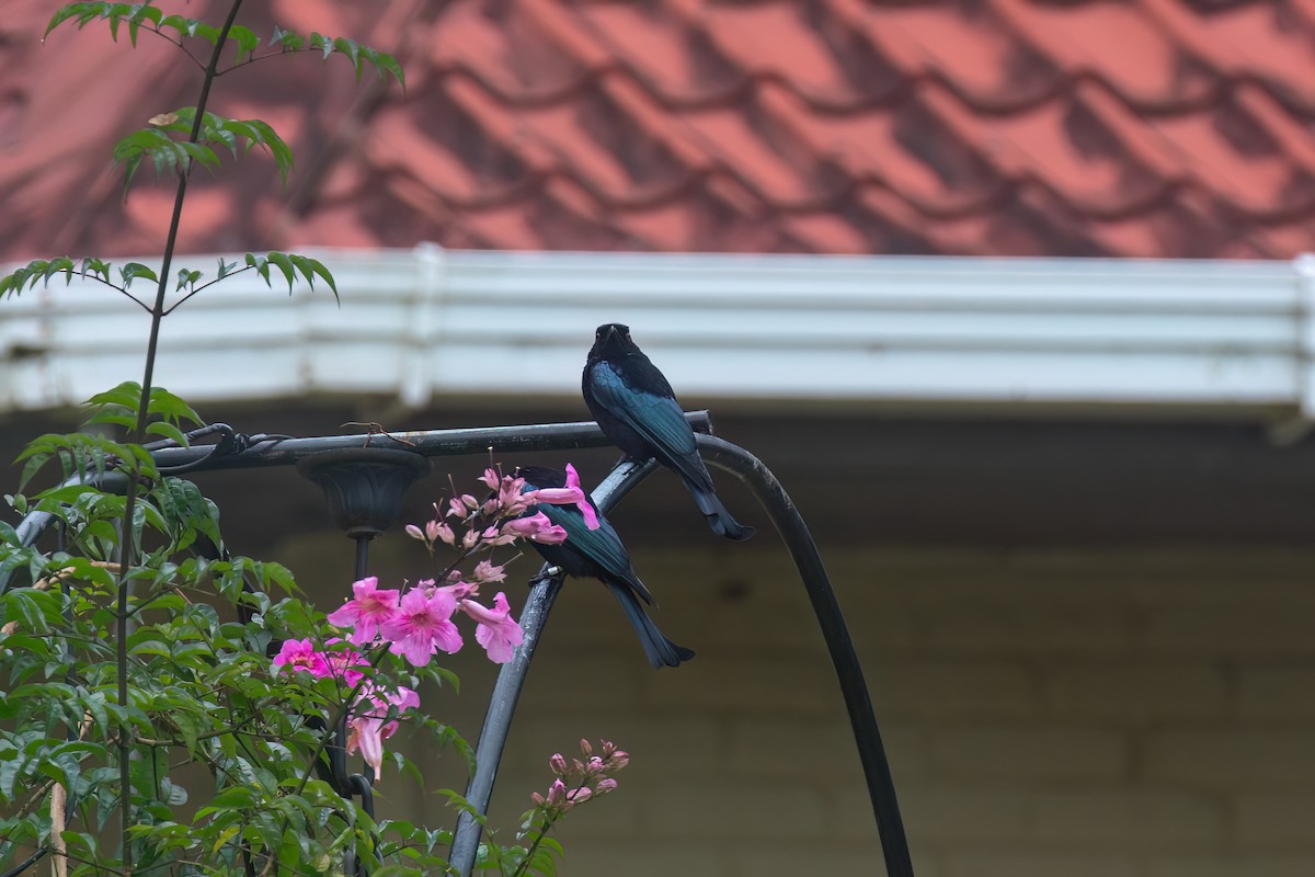 Hair-crested Drongo (Bornean) - ML638698059