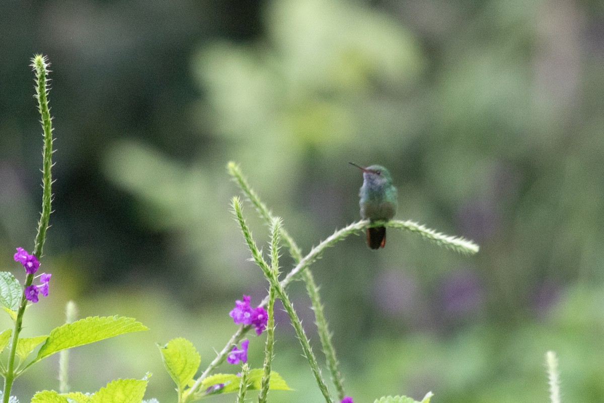 Rufous-tailed Hummingbird - ML638698080